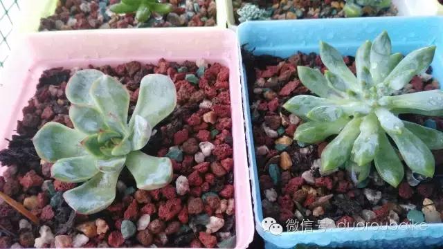 多肉挡雨遮阳布,伸缩挡雨架多肉