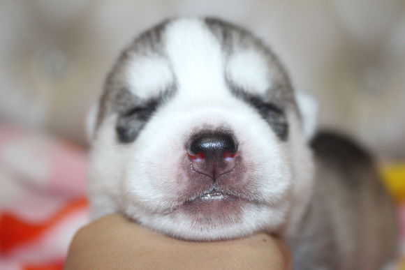 小眼睛的小奶哈，萌翻了，期待长大变大眼帅哥哦。