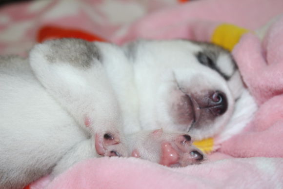 小眼睛的小奶哈，萌翻了，期待长大变大眼帅哥哦。