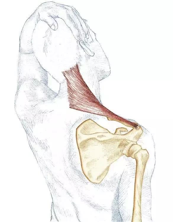 里约奥运会跳水冠军吴敏霞,里约奥运会跳水吴敏霞女单