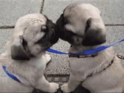 狗狗失恋了会怎么样,狗狗失恋