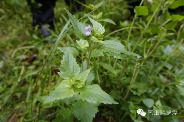 专家带你识草药,医生前往神秘的岛屿寻找治病方法