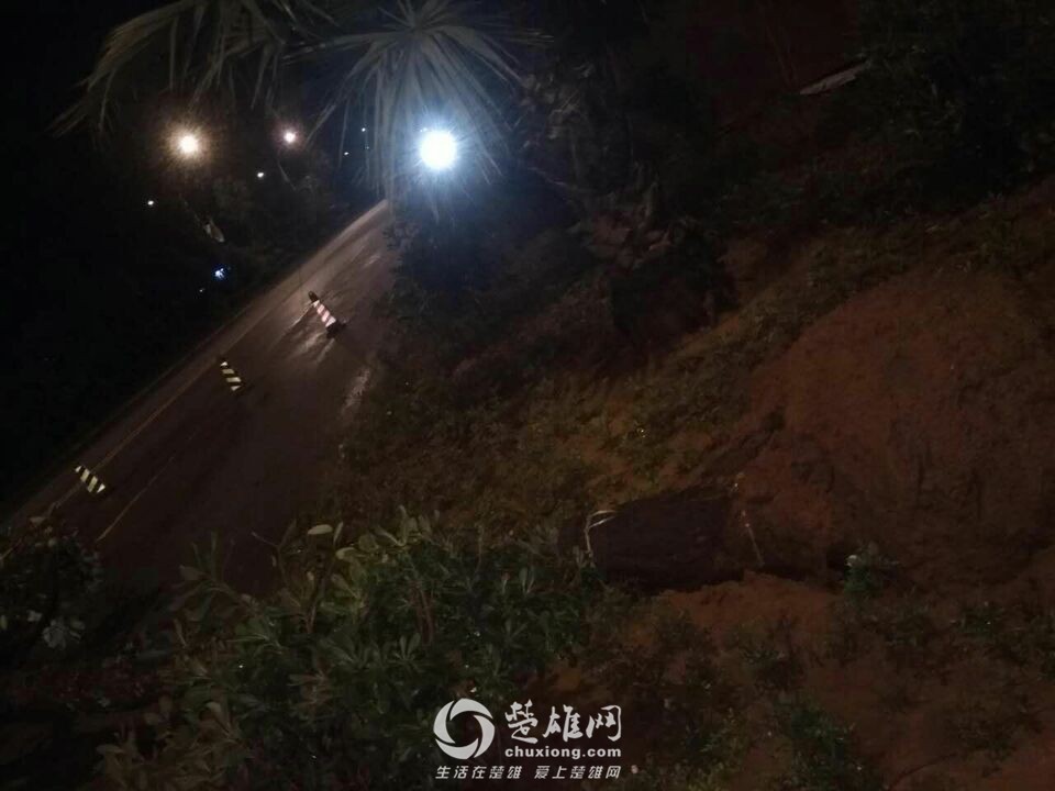 楚雄昨晚狂风大作电闪雷鸣，绿化植被损失惨重，小鸟尸横遍野