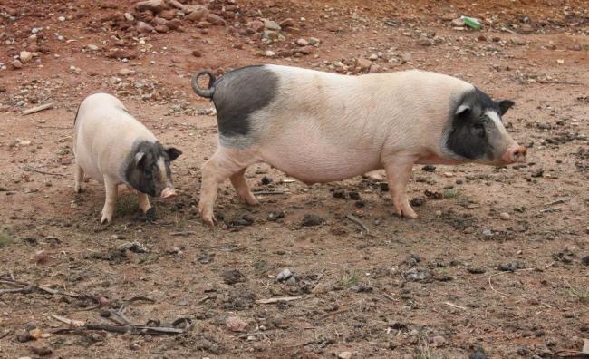 仔猪病毒性腹泻药物治疗方法,仔猪腹泻如何有效的预防与治疗