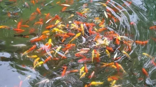 济南11月份有什么好玩的地方,济南春节好玩的地方推荐