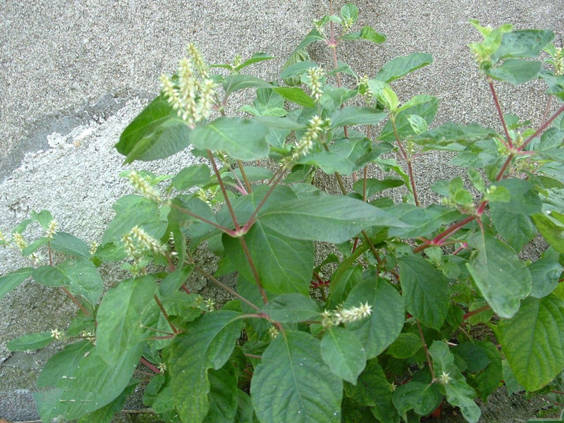 风湿骨痛腰膝酸软吃什么药,风湿性关节腰膝酸痛怎么治疗