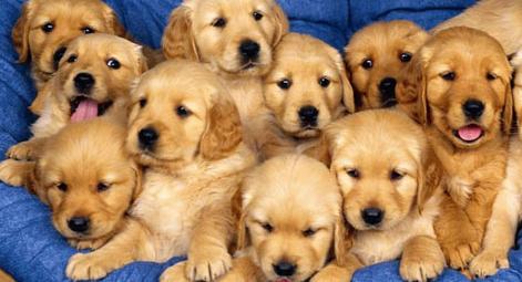 金毛狗狗几个月可以配崽,想要一个金毛和萨摩耶串串宝宝