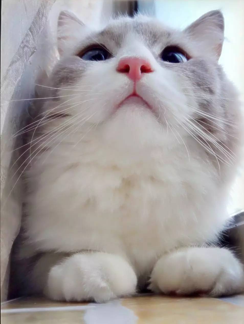 宠物大头照特效,宠物大头头像