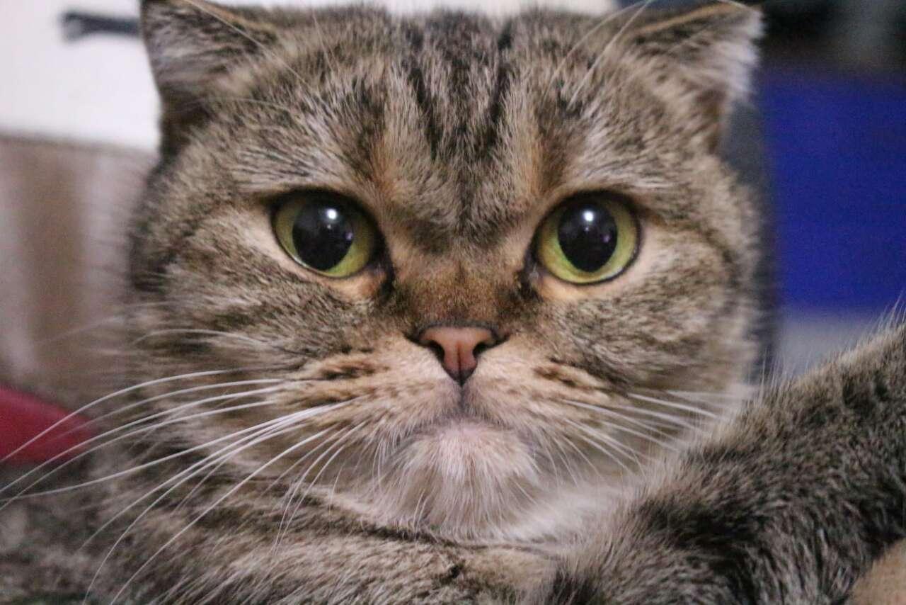 宠物大头照特效,宠物大头头像