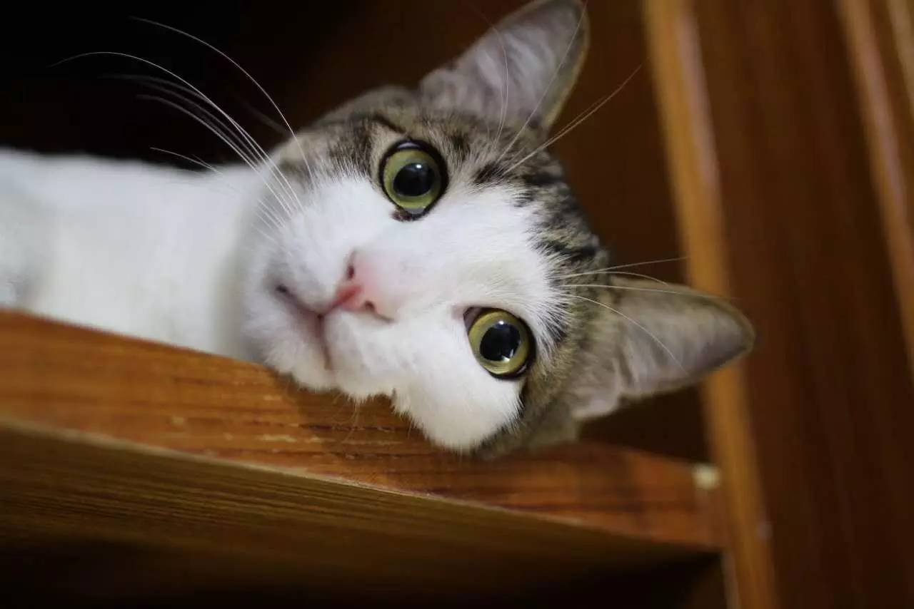 宠物大头照特效,宠物大头头像