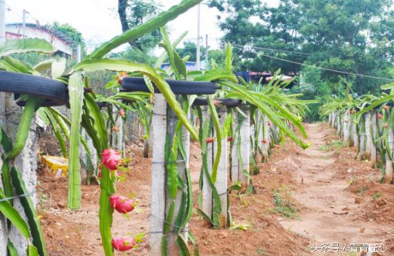 中国涠洲岛火山岛,带你去中国最年轻火山岛看一看