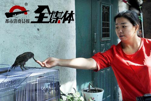 流浪猫咬死猫头鹰,猫头鹰被猫咬死