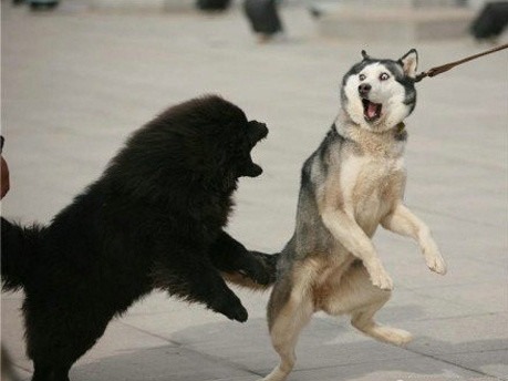 狗狗失恋了会怎么样,狗狗失恋