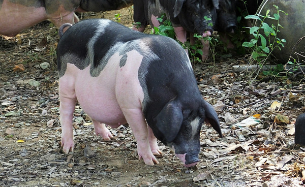 兽药夏季不好做怎么办,兽药出现问题如何解决