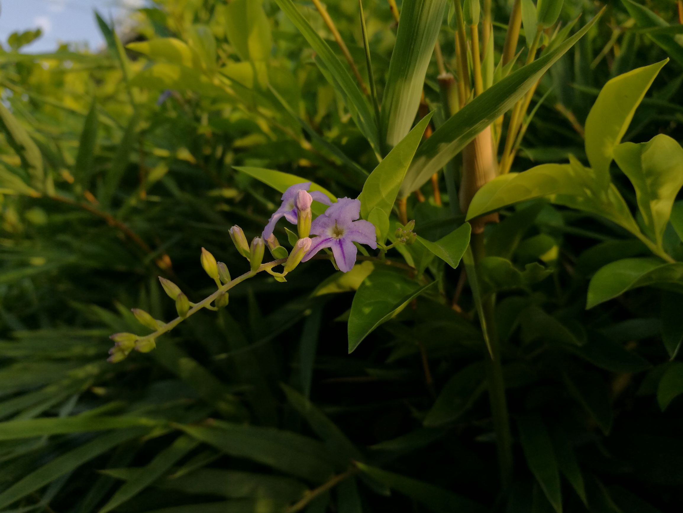 cool1dual是什么型号,cool1dual手机