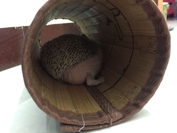 我家非洲迷你刺猬土豆的106天胖萌日记