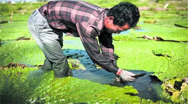 苏州鸡头米为什么那么贵,苏州鸡头米价格多少钱一斤