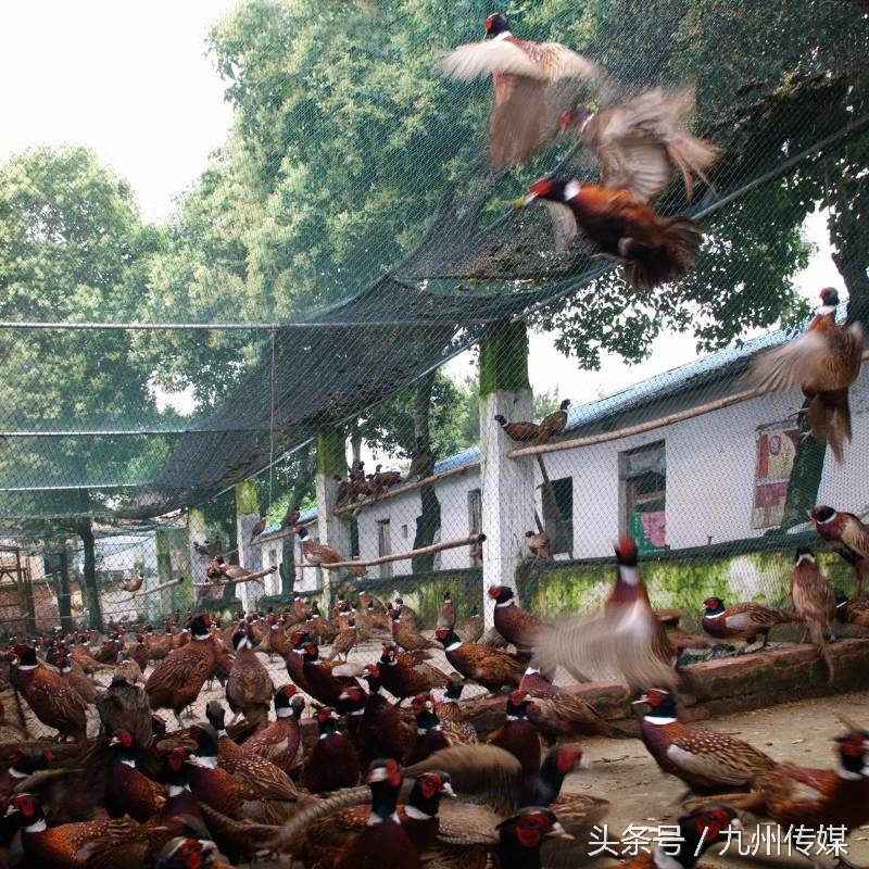 农场如何经营能赚钱,什么农庄名字最好