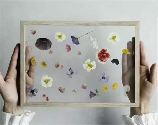 绿植盆栽都扔了,家里再穷也要丢掉的绿植