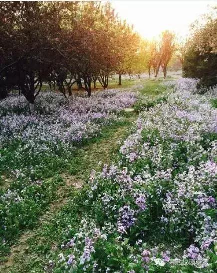保定夏季“9所”最美大学校园