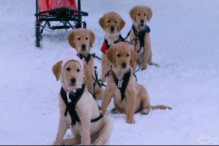 关于狗狗几部感人的电影,关于狗狗的感动且好看的电影