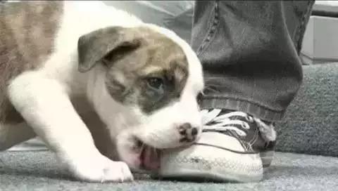 傻汪一言不合就啃脚没病可好，啃出病该怎么办？