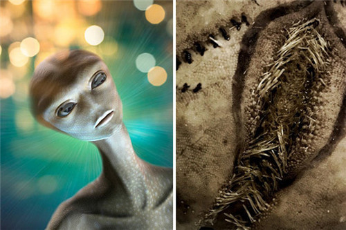 海边发现的怪异生物,海边发现诡异巨蛋