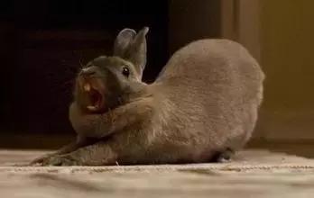 南乐西邵荷花池,南乐县西邵乡荷花池