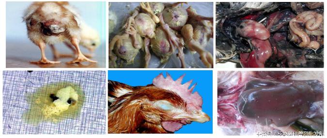 沙门氏菌病鸡白痢,禽伤寒沙门氏菌怎么治疗