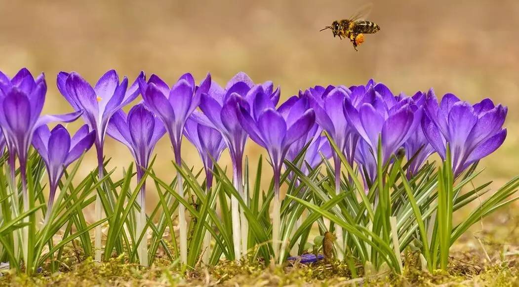 老中医蜂蜜系列,老中医生姜蜂蜜