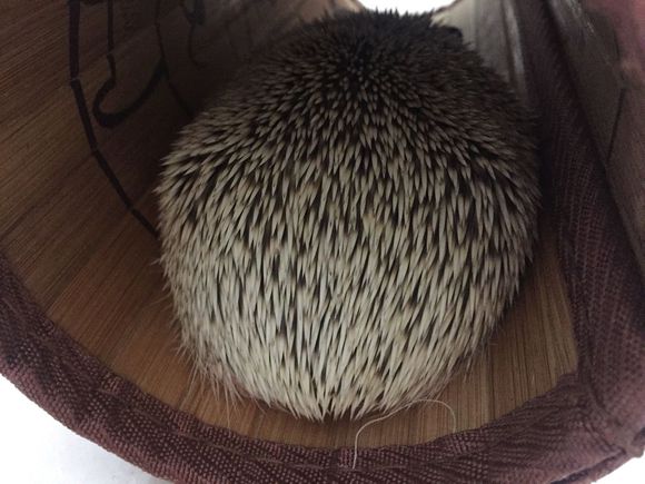 我家非洲迷你刺猬土豆的106天胖萌日记