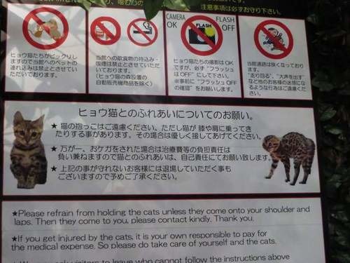 孟加拉猫主题咖啡馆,日本咖啡馆的猫咪