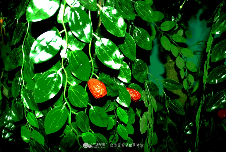 石家庄赞皇特产枣花,赞皇枣花