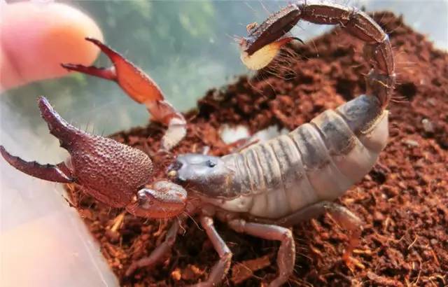 神马鬼|10万1只的奇葩昆虫宠物