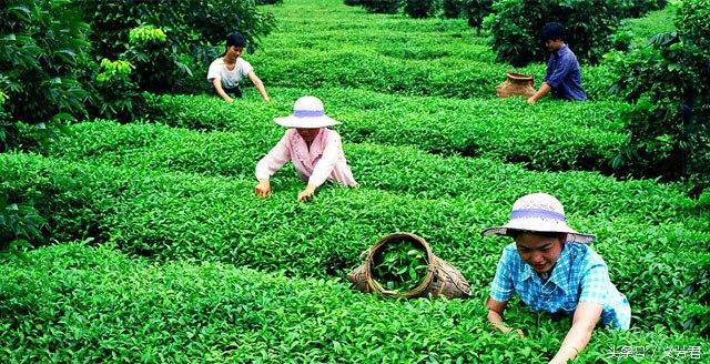 正宗闽南铁观音,古早味和兰花香铁观音