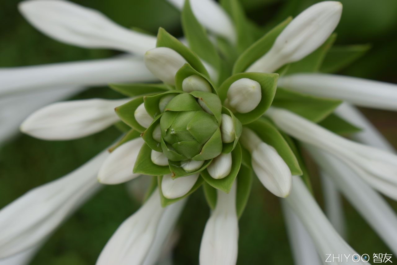 vivox7plus怎么开美颜,vivox7plus夜景拍照教程