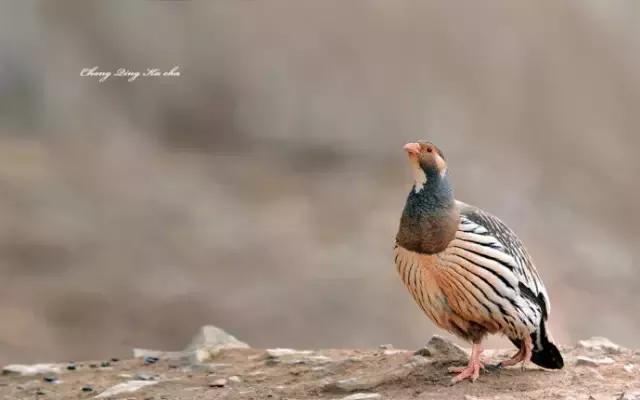 鸡属于比较大型的鸟类吗,像鸡的鸟品种
