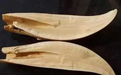 西伯利亚冻土层猛犸象牙 (西伯利亚的猛犸象牙猎人)