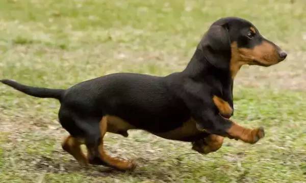 各种狗的身价排行榜,宠物狗什么狗最便宜还好看