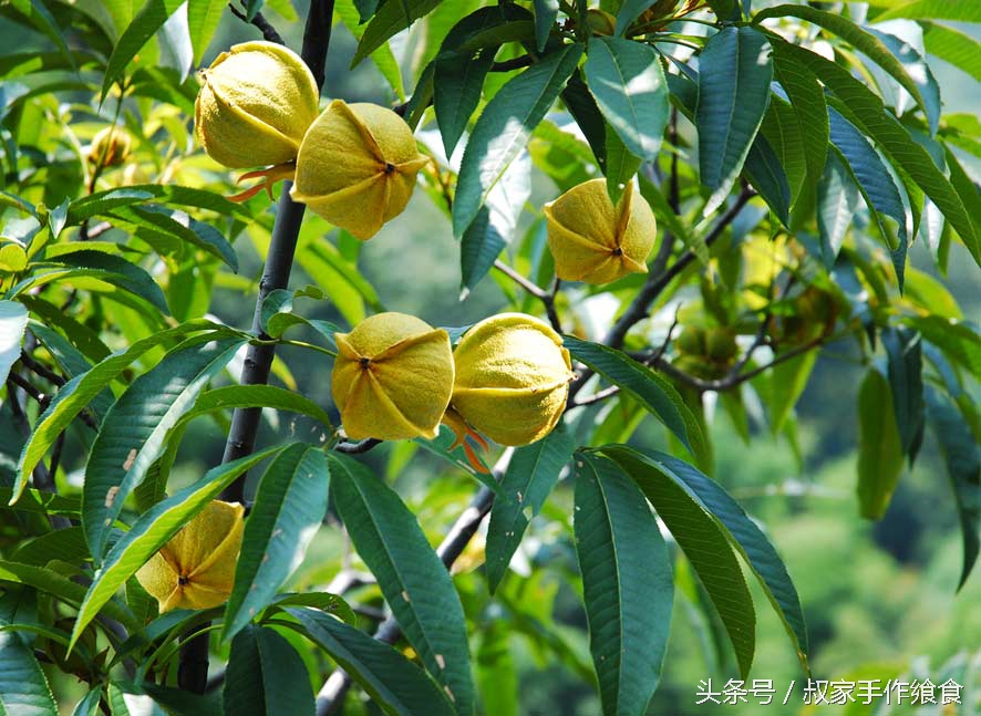 “绩溪大帝国”的英雄,爸妈喊你回家打山核桃啦