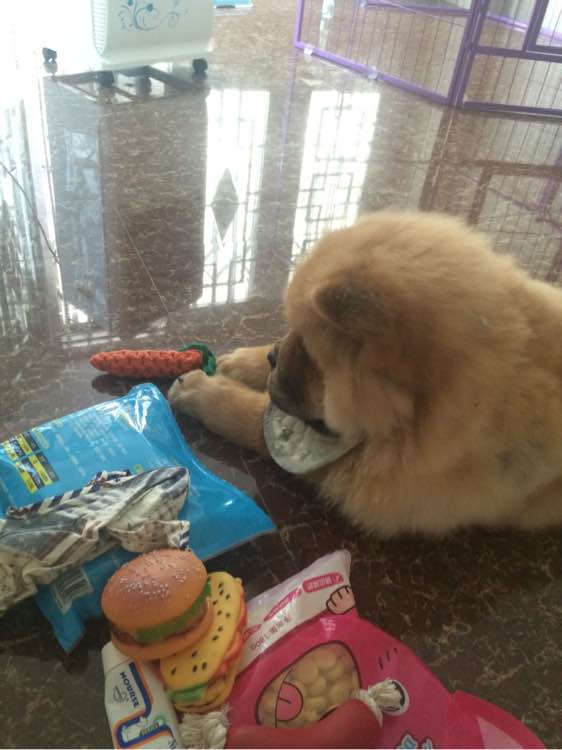 喝个酸奶都能踩空摔倒的笨狗，吃的比我都好！