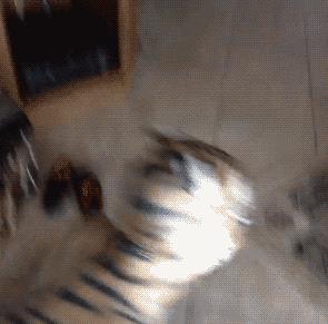 有些猫表面优雅端庄,有些猫表面上看起来光鲜亮丽