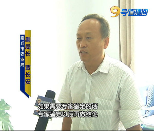 辣椒假种子,辣椒假种子最新进展