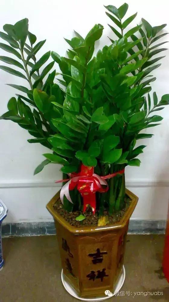 摇钱树变成光杆树视频,摇钱树落叶子怎么办