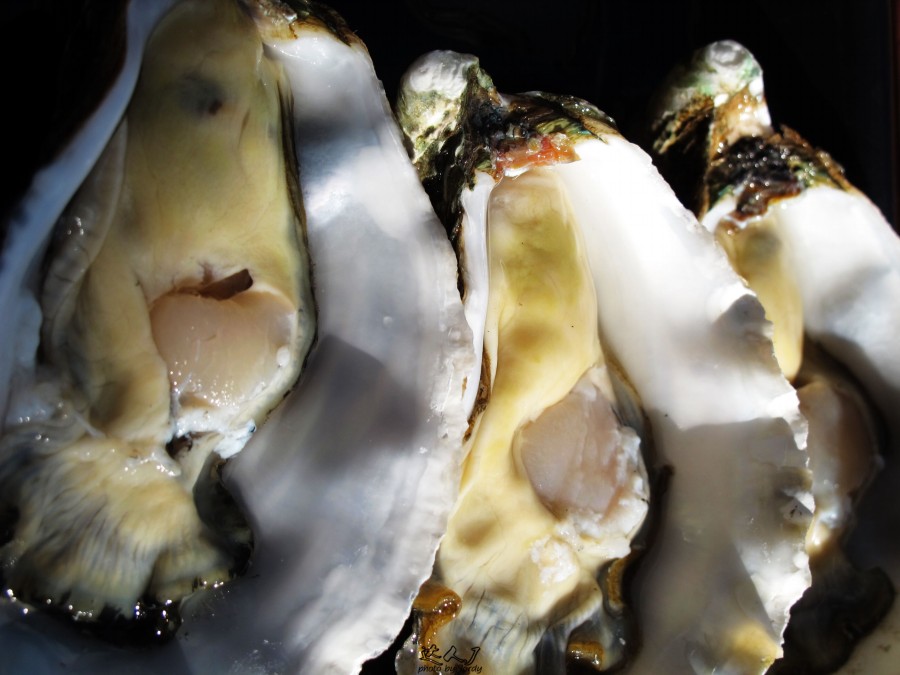 悉尼是啥味道,悉尼盐蚝