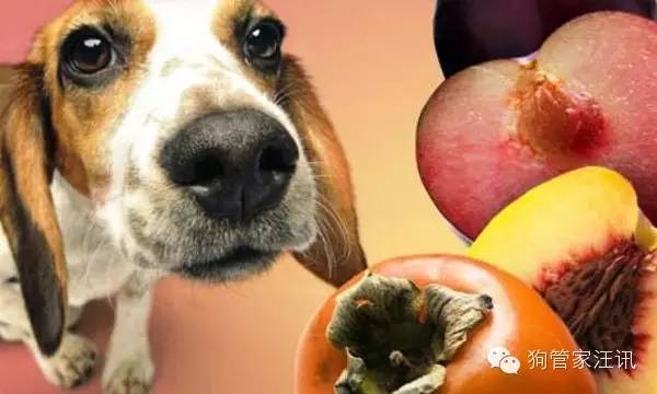 狗狗的十大食物,狗狗禁忌食物一览表