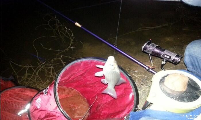 西江夜钓最佳时间,西江夜钓没口