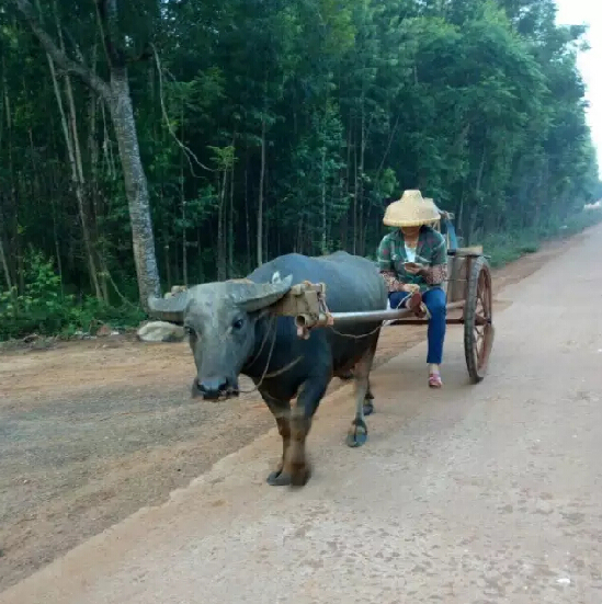 足荣村基本情况,足荣村靠近哪个村
