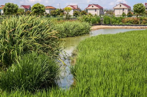 生态农业种养要相结合,种养结合循环农业加工一体化