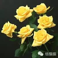 玫瑰花花语11朵代表什么,玫瑰花花语功效